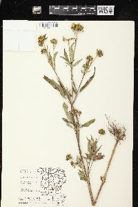 Bidens vulgata image