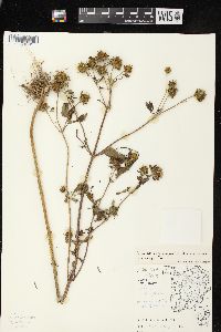 Bidens vulgata image