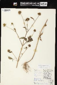 Bidens vulgata image