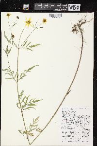 Bidens trichosperma image