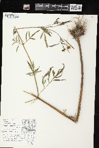 Bidens trichosperma image