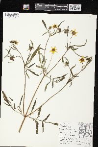 Bidens trichosperma image