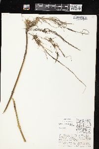 Bidens trichosperma image