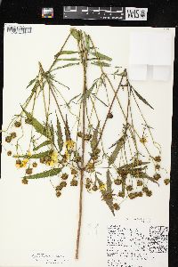 Bidens trichosperma image