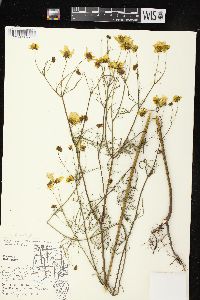 Bidens trichosperma image