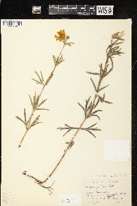 Coreopsis palmata image