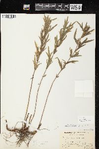 Coreopsis palmata image