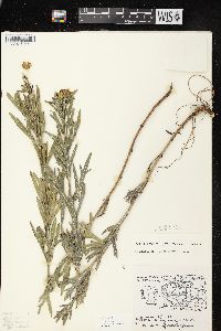 Coreopsis palmata image