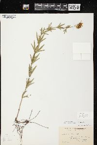 Coreopsis palmata image