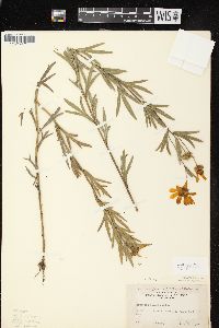 Coreopsis palmata image