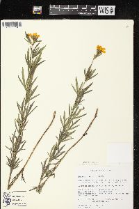 Coreopsis palmata image