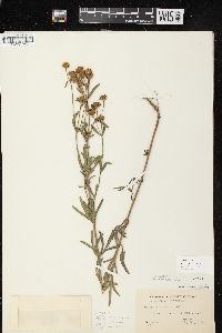 Coreopsis palmata image