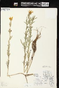 Coreopsis palmata image