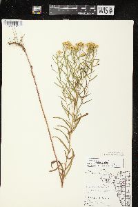 Euthamia graminifolia var. graminifolia image