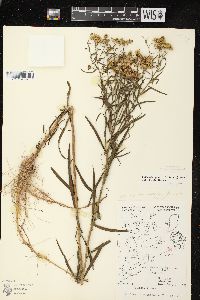 Euthamia graminifolia var. graminifolia image