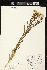 Euthamia graminifolia var. graminifolia image