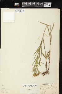 Euthamia graminifolia var. graminifolia image