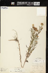 Euthamia graminifolia var. graminifolia image