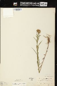 Euthamia graminifolia var. graminifolia image