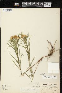 Euthamia graminifolia var. graminifolia image