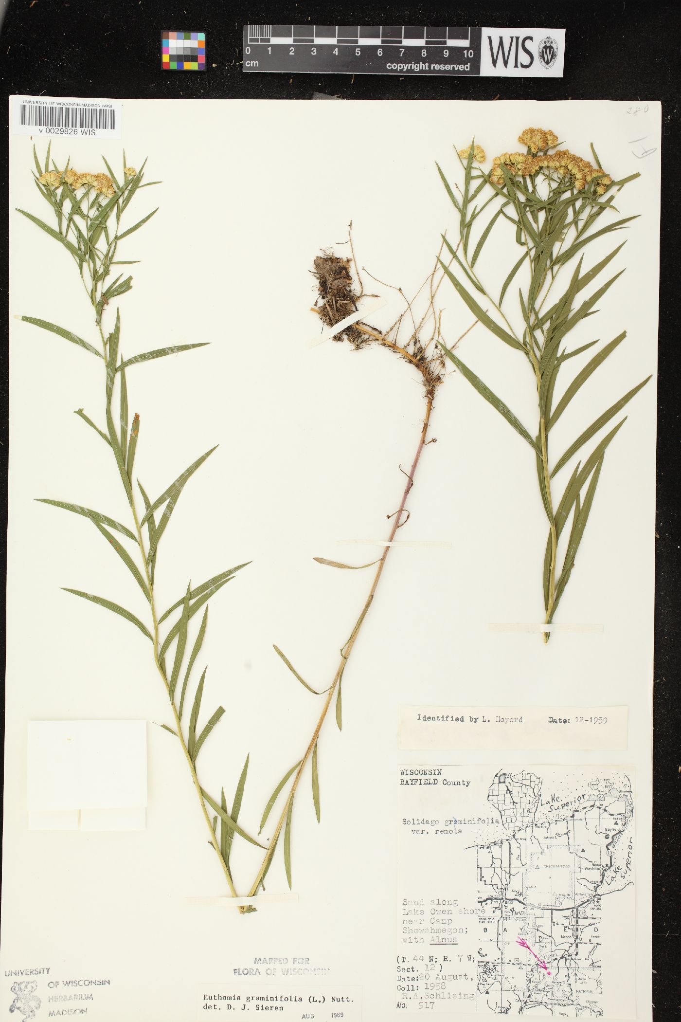 Euthamia graminifolia var. graminifolia image