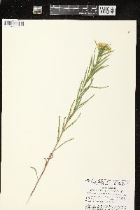 Euthamia graminifolia var. graminifolia image