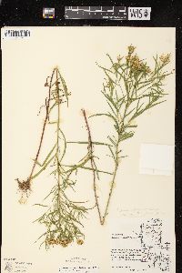 Euthamia graminifolia var. graminifolia image