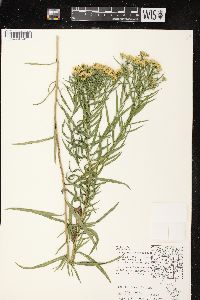 Euthamia graminifolia var. graminifolia image