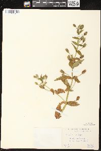 Mimulus ringens var. ringens image