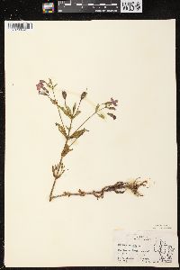 Mimulus ringens var. ringens image