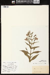 Mimulus ringens var. ringens image