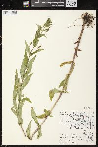 Mimulus ringens var. ringens image