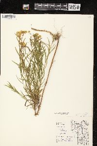 Euthamia graminifolia var. graminifolia image