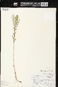 Euthamia graminifolia var. graminifolia image