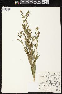 Mimulus ringens var. ringens image