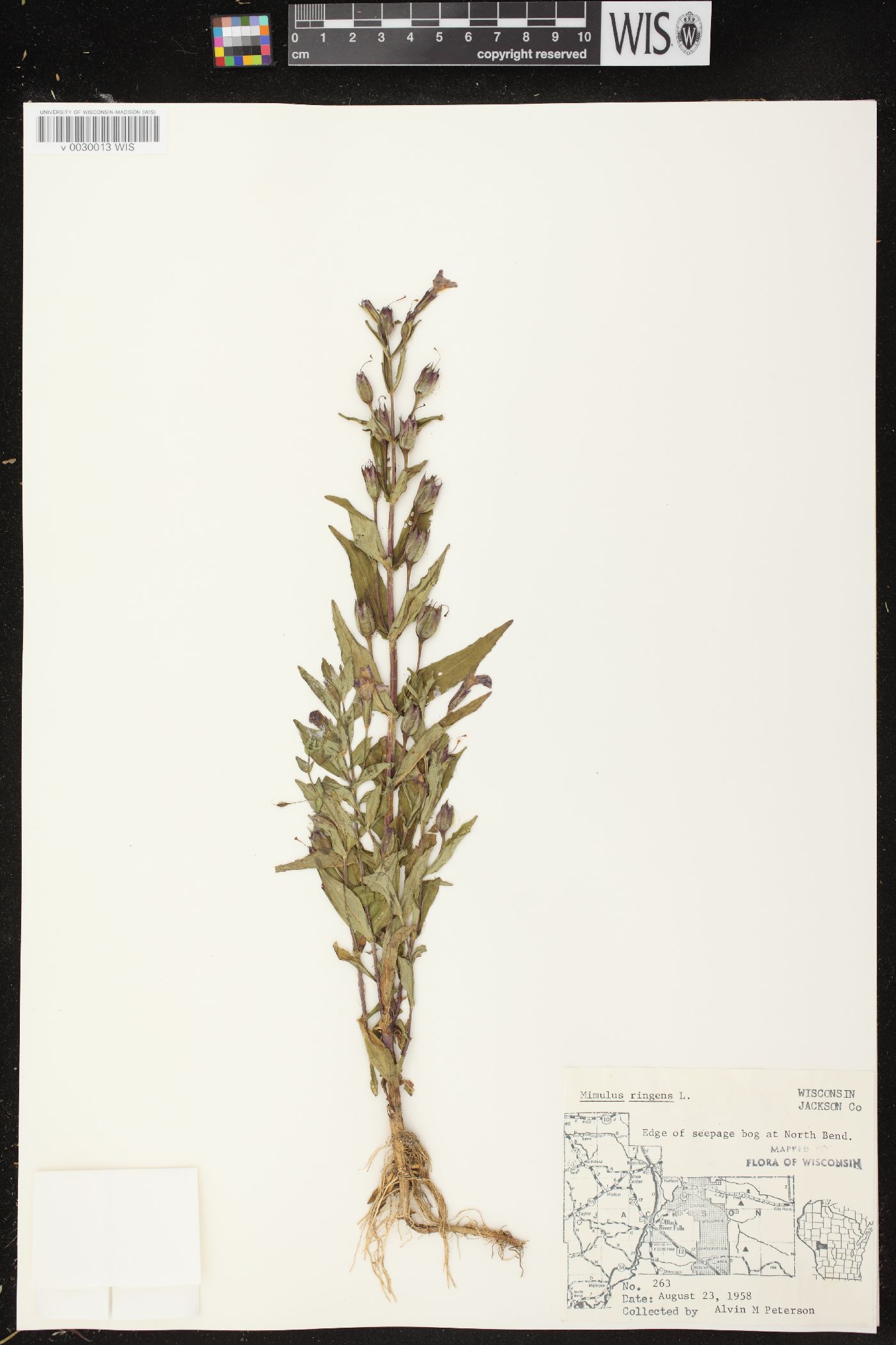 Mimulus ringens var. ringens image