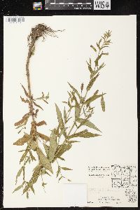 Mimulus ringens var. ringens image