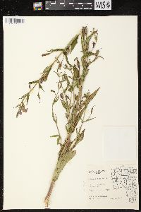 Mimulus ringens var. ringens image