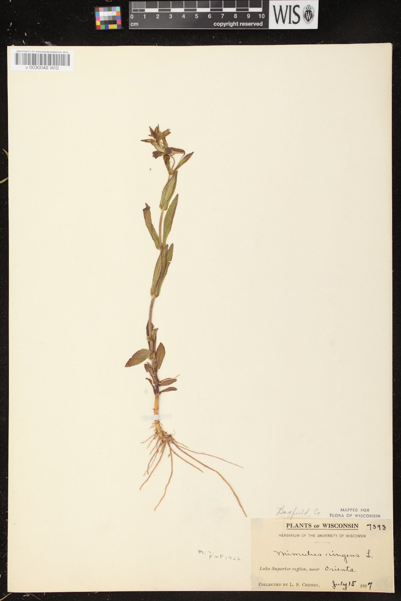 Mimulus ringens var. ringens image