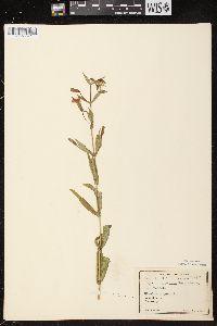 Mimulus ringens var. ringens image