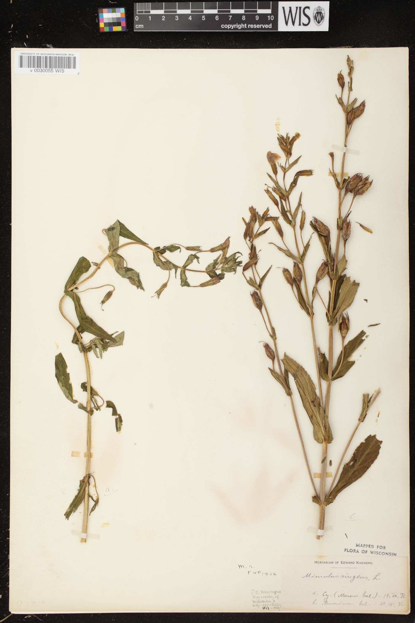 Mimulus ringens var. ringens image