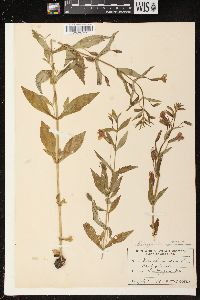 Mimulus ringens var. ringens image