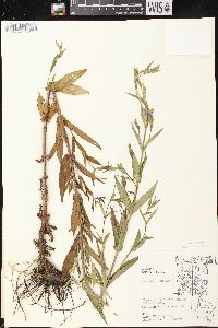 Mimulus ringens var. ringens image