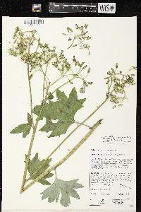 Arnoglossum atriplicifolium image