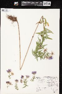 Symphyotrichum novae-angliae image