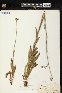 Hieracium longipilum image