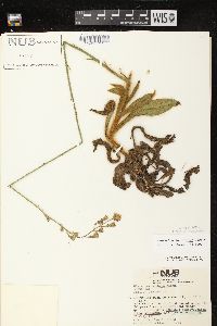 Hieracium longipilum image