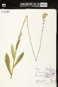 Hieracium longipilum image