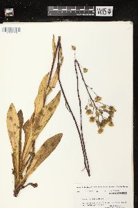 Hieracium longipilum image