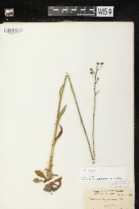 Hieracium longipilum image